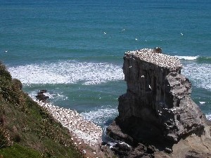Gannet Colony