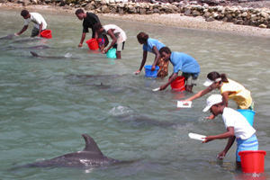 Ghavutu Island Resort